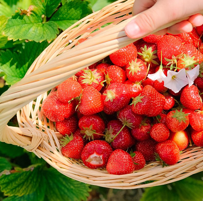 Erdbeeren pflücken – eine alljährliche Tradition {2020}