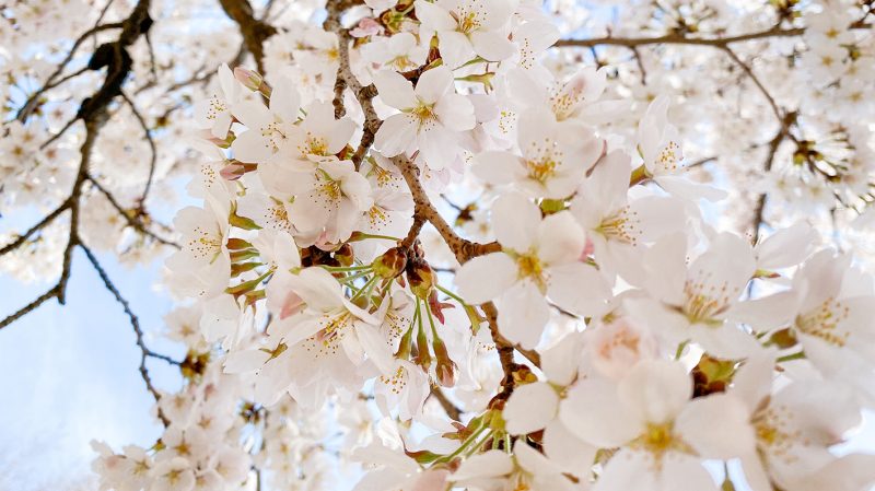 CF CosyFoxes Kirschblüten Cherry Blossoms Seoul Forest Südkorea South Korea