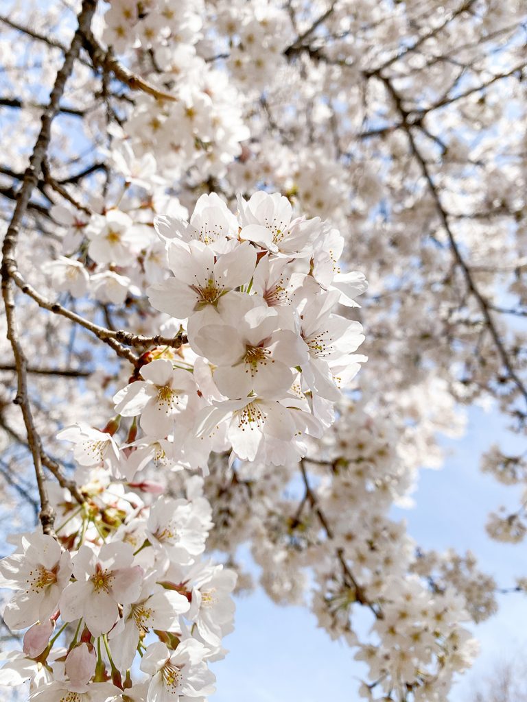 CF CosyFoxes Kirschblüten Cherry Blossoms Seoul Forest Südkorea South Korea